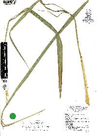 Cymbopogon citratus image