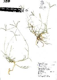 Cynodon dactylon image