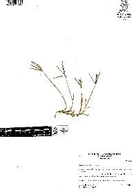 Cynodon dactylon image