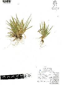 Dichanthelium laxiflorum image