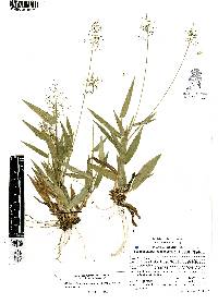 Dichanthelium sphaerocarpon var. sphaerocarpon image