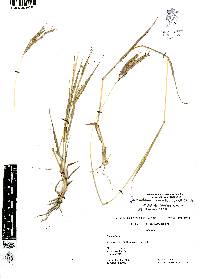 Dichanthium annulatum image