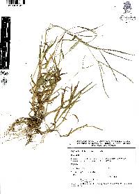 Digitaria ciliaris image