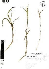 Paspalum distichum image