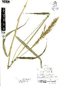 Digitaria insularis image