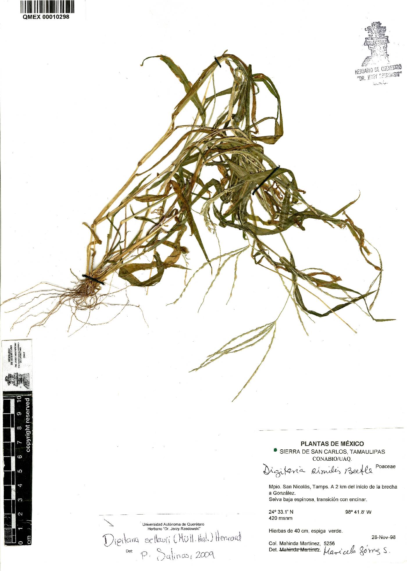 Digitaria sellowii image