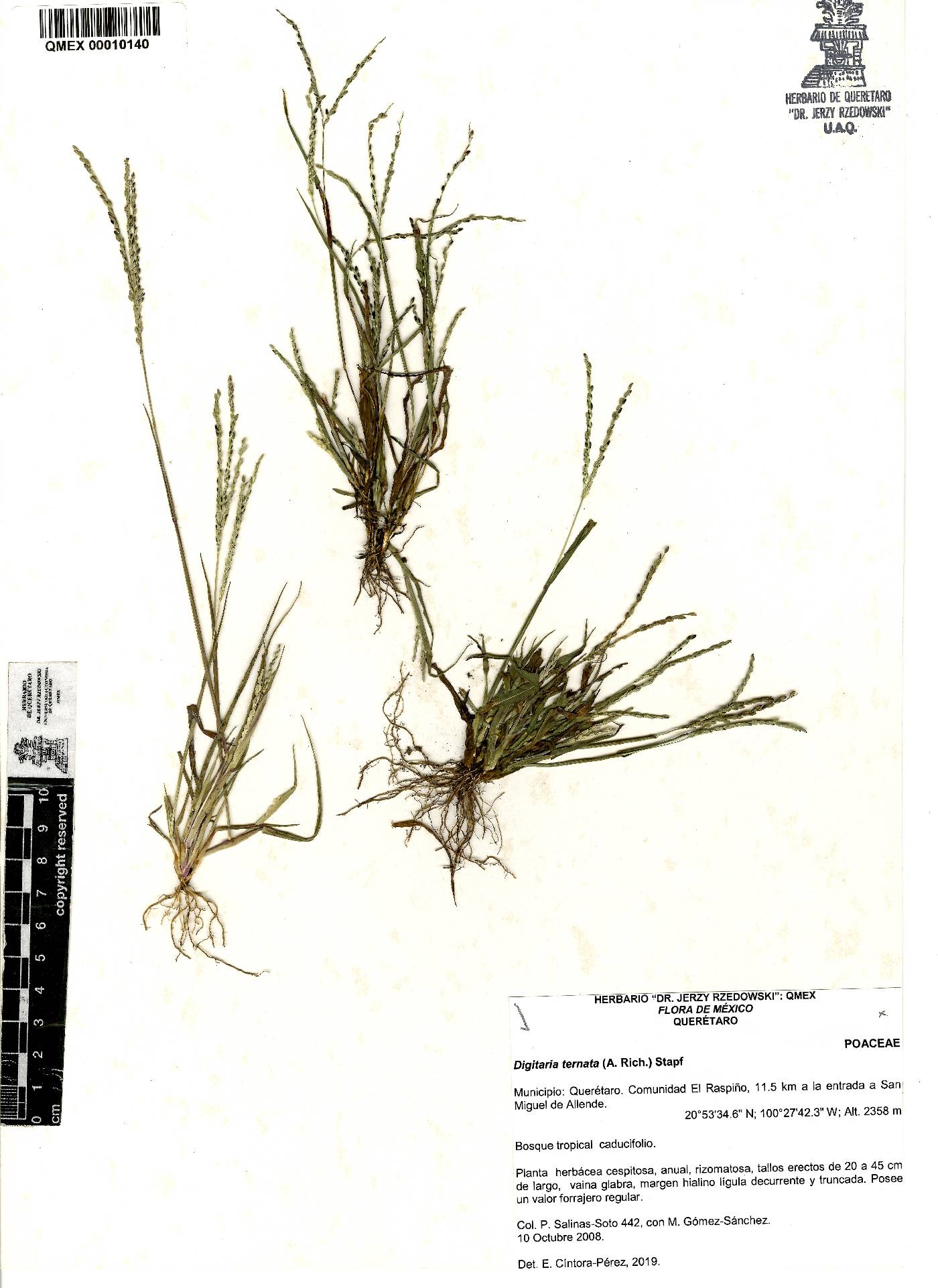 Digitaria ternata image