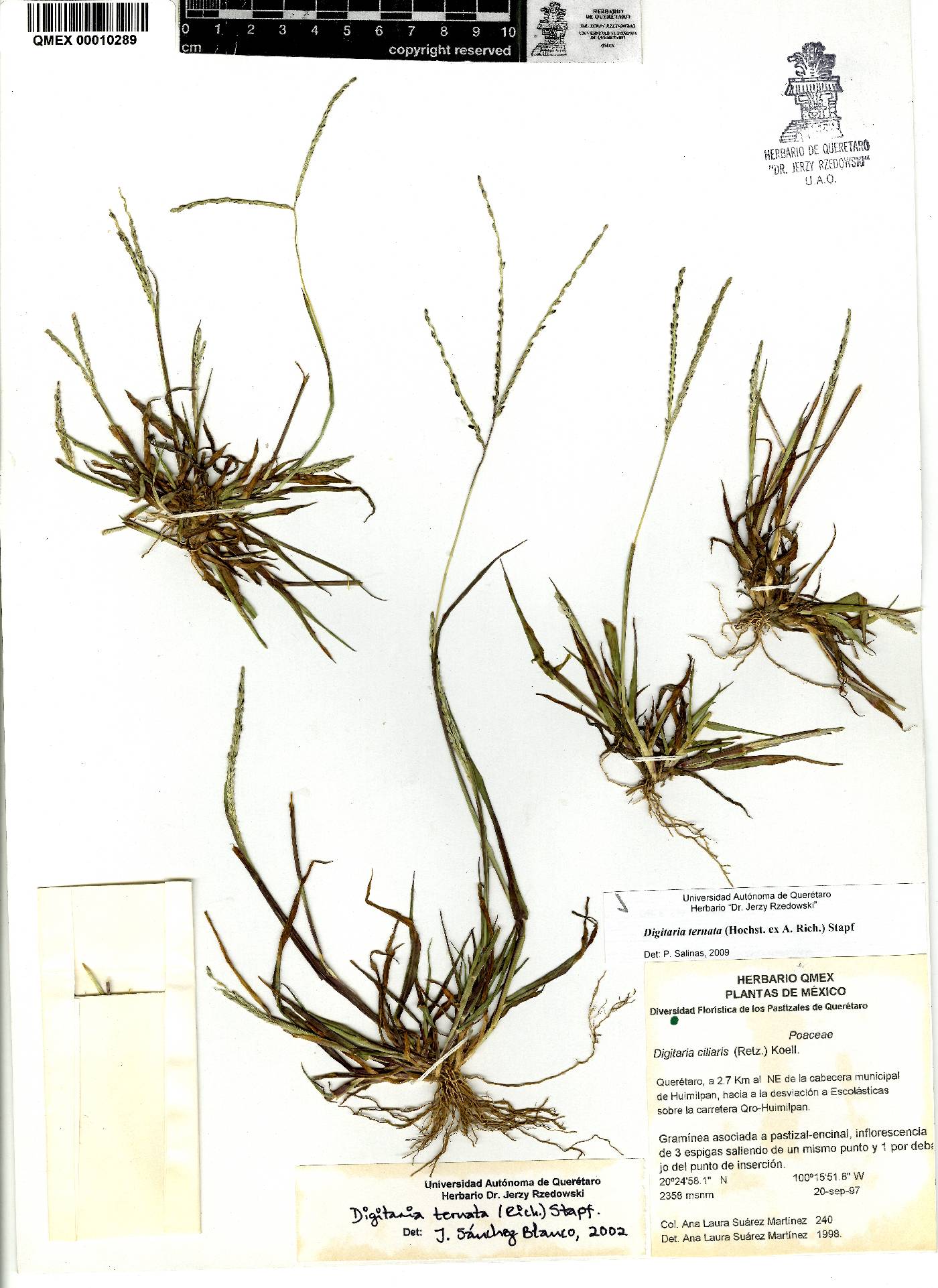 Digitaria ternata image