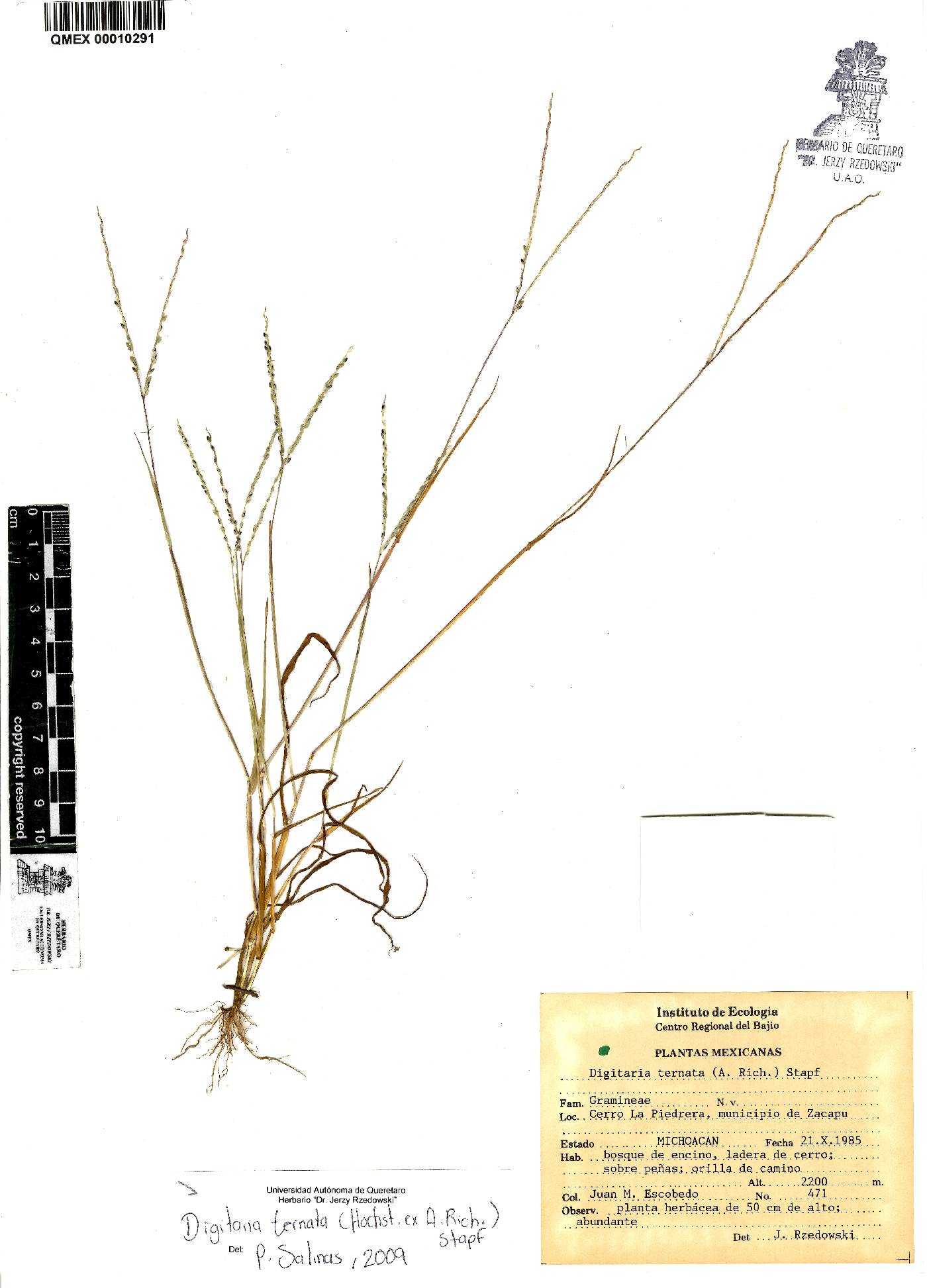 Digitaria ternata image