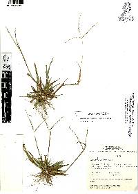 Digitaria ternata image