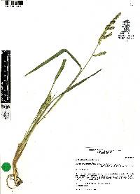 Echinochloa colona image