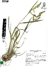 Echinochloa colona image