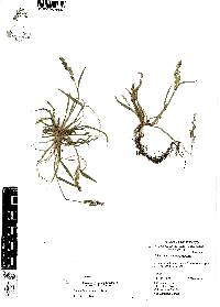 Echinochloa colona image