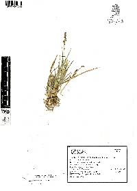 Echinochloa colona image