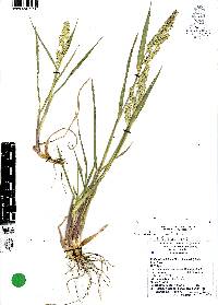 Echinochloa colona image