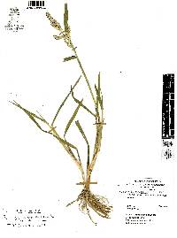 Echinochloa crus-pavonis image