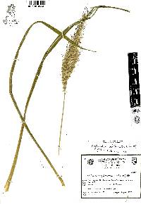 Echinochloa holciformis image