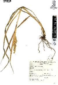 Echinochloa jaliscana image