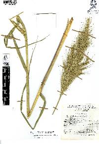 Echinochloa oplismenoides image