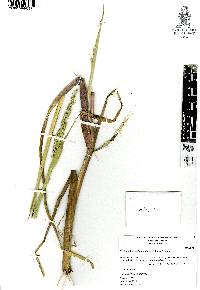 Echinochloa oplismenoides image