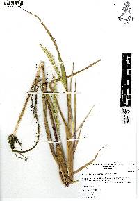 Echinochloa oplismenoides image