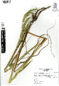 Echinochloa oplismenoides image