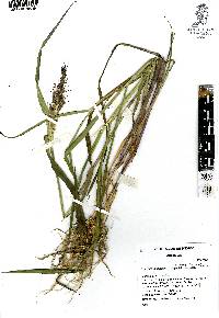 Echinochloa oplismenoides image