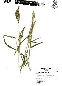 Echinochloa crus-pavonis image