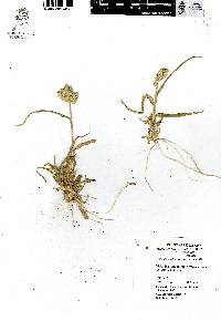 Eleusine multiflora image