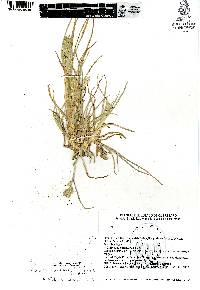 Eleusine multiflora image