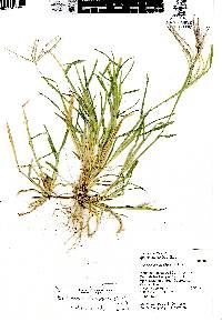 Enteropogon chlorideus image