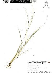 Eragrostis mexicana image