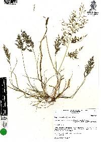 Eragrostis mexicana image