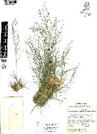 Eragrostis mexicana subsp. mexicana image