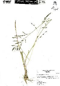 Eragrostis plumbea image