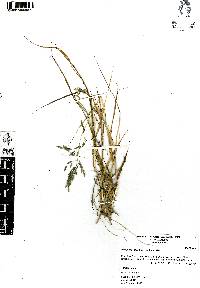 Eragrostis plumbea image