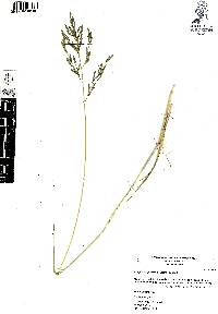 Eragrostis plumbea image