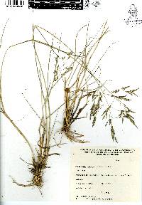 Eragrostis plumbea image