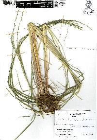 Eragrostis plumbea image