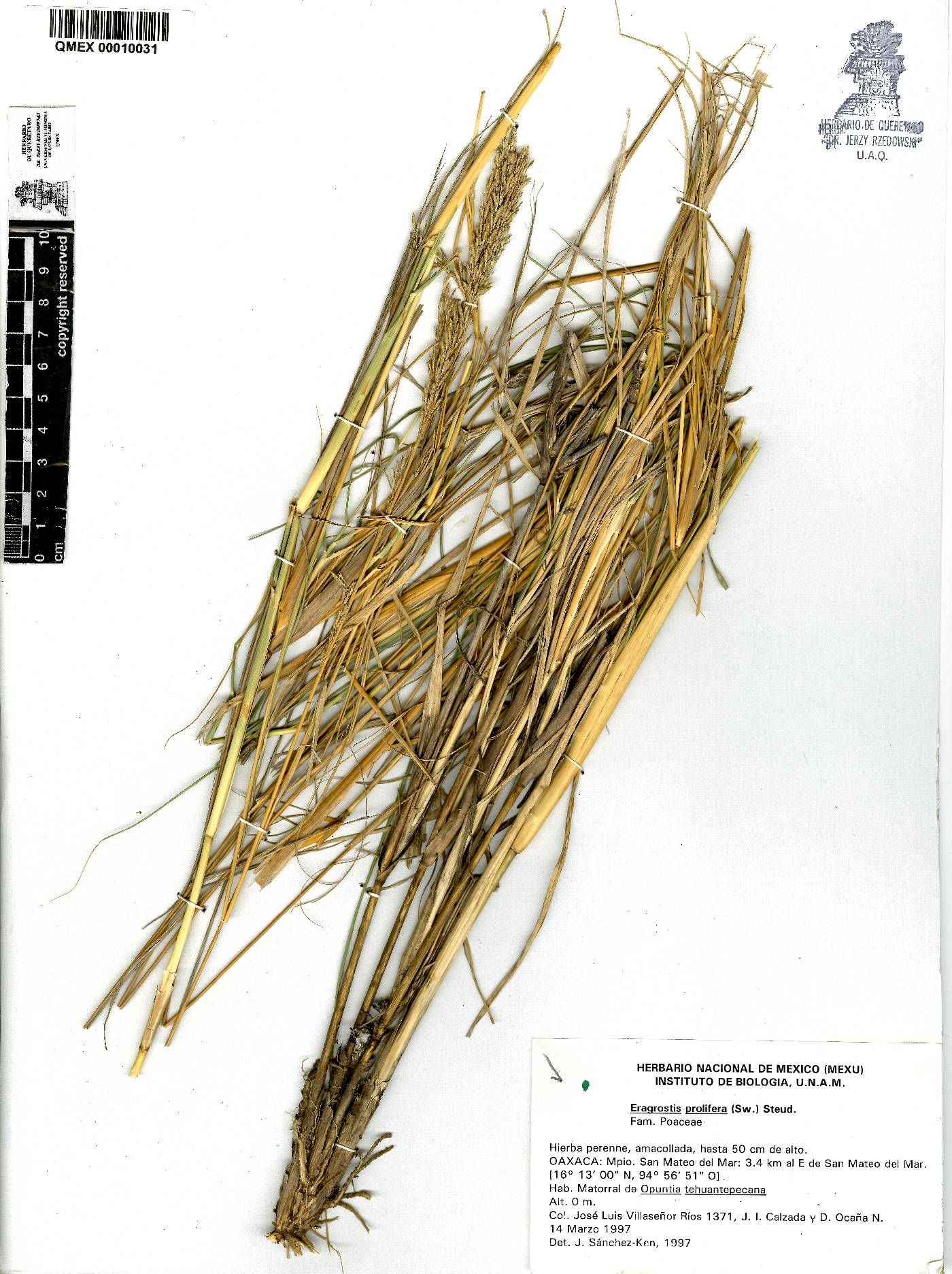 Eragrostis prolifera image