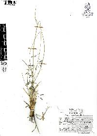 Eragrostis swalleni image