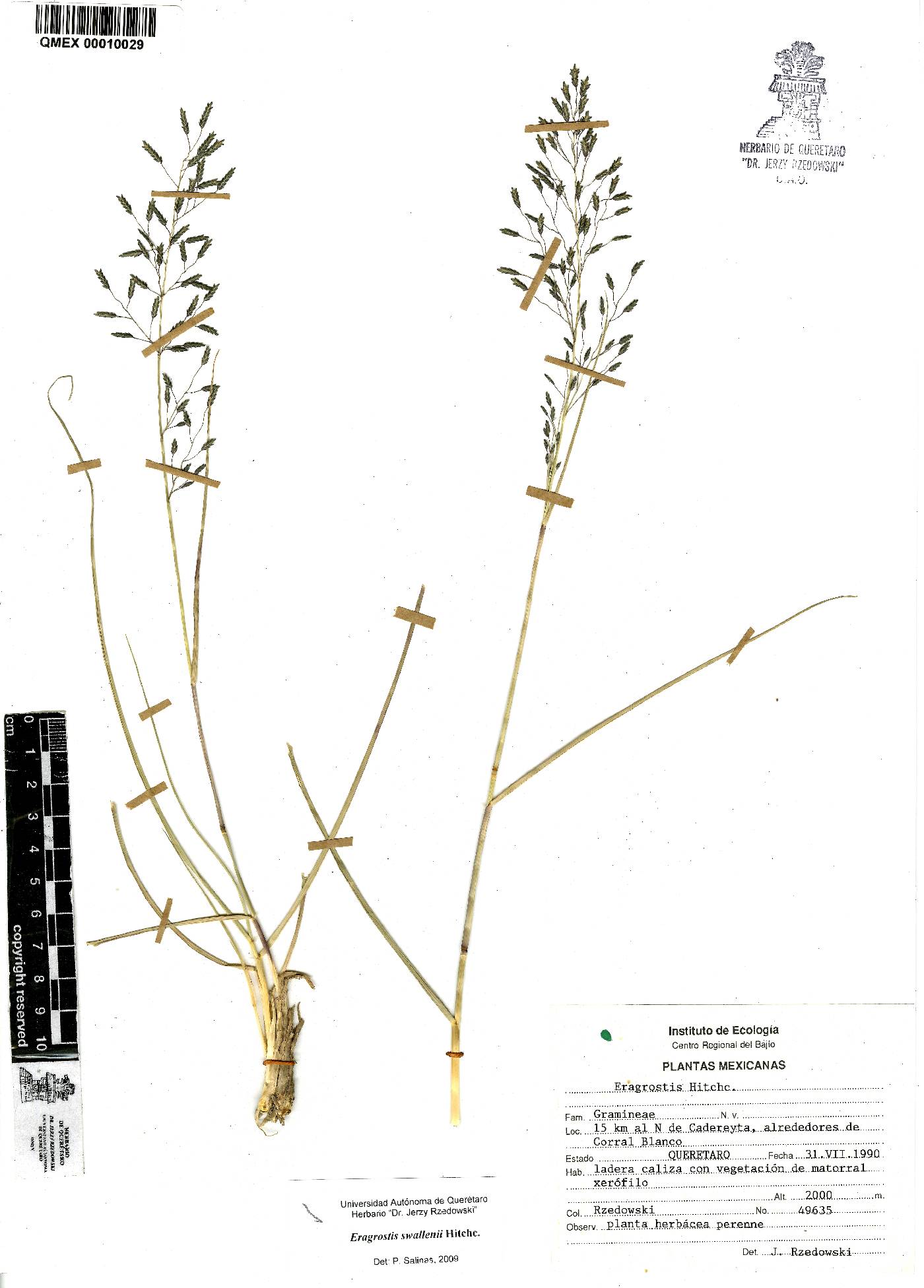 Eragrostis swalleni image