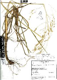 Festuca lugens image