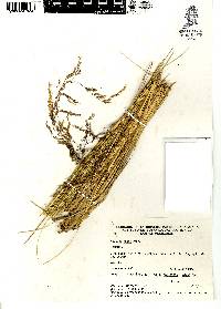 Festuca rosei image