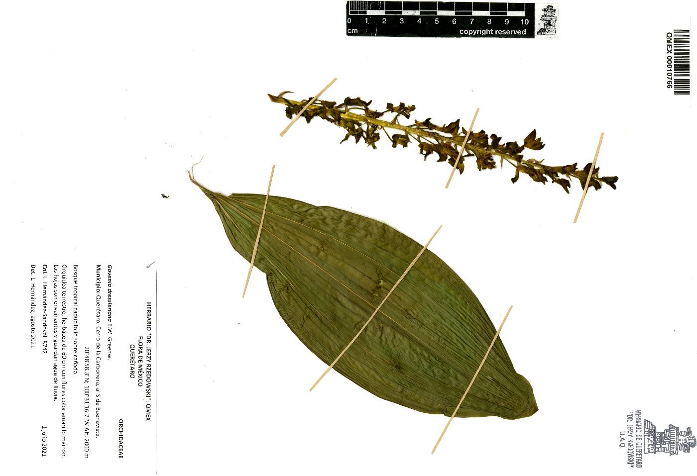 Govenia dressleriana image