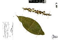 Govenia dressleriana image