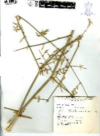 Guadua paniculata image