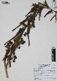 Heliconia schiedeana image