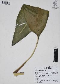 Heliconia schiedeana image