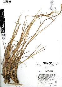 Heteropogon contortus image